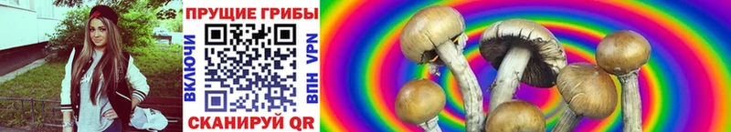 Псилоцибиновые грибы MAGIC MUSHROOMS  Купить  Дигора 